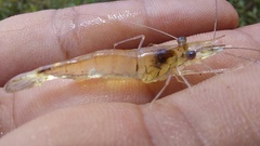 Palaemonidae