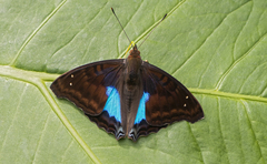 Doxocopa