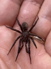 Antrodiaetus pacificus