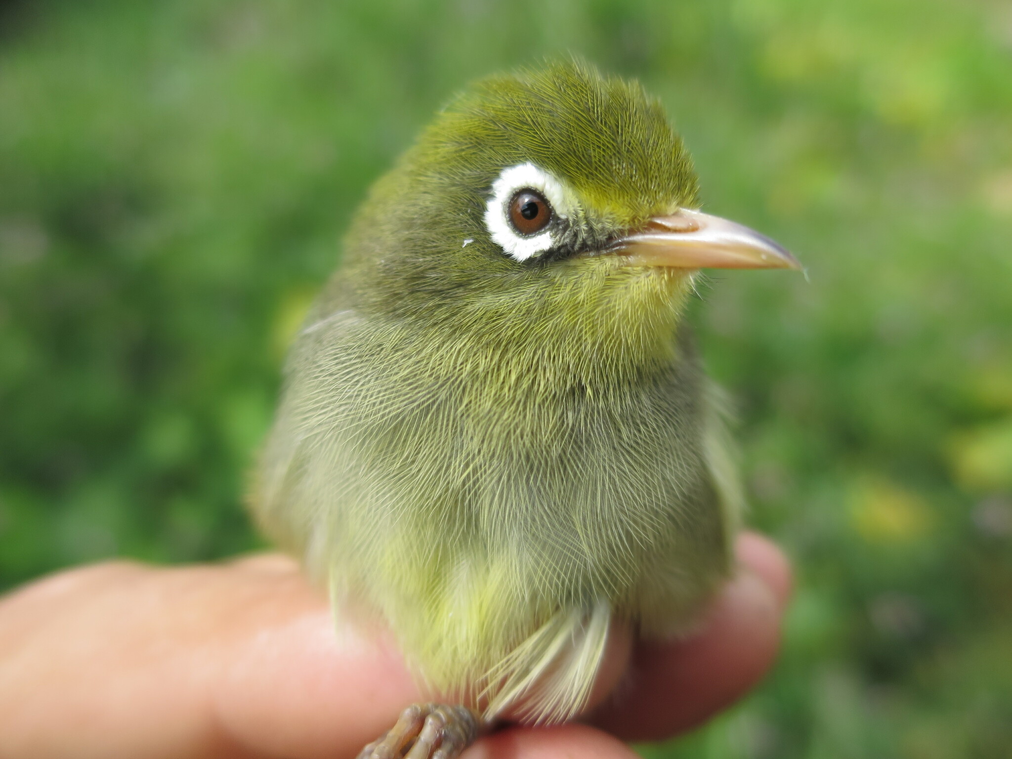 Sao Tome White-eye (Zosterops feae), photo 4