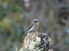 Ochthoeca rufipectoralis