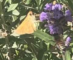 Ochlodes sylvanoides