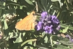 Ochlodes sylvanoides