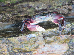 Pachygrapsus crassipes