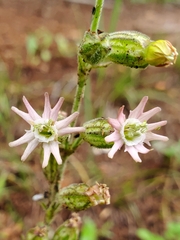 Silene scouleri pringlei