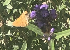 Ochlodes sylvanoides