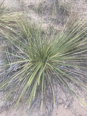 Dasylirion leiophyllum