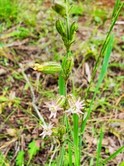 Silene scouleri pringlei