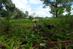 Psilocybe cubensis