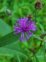 Vernonia missurica