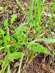 Silene scouleri pringlei