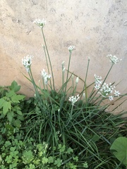 Allium tuberosum