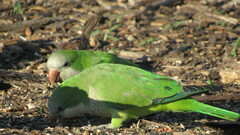 Myiopsitta monachus