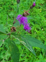Vernonia missurica