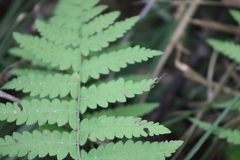 Thelypteris palustris