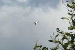 Threskiornis molucca