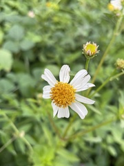 Bidens alba