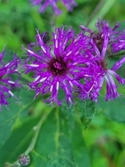 Vernonia missurica