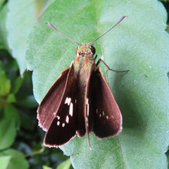 Polytremis pellucida