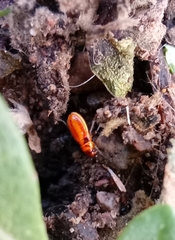 Lygaeus kalmii