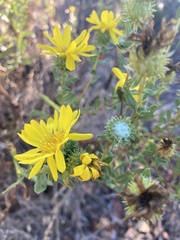 Grindelia stricta