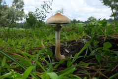 Psilocybe cubensis