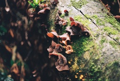 Auricularia cornea