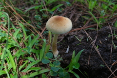 Psilocybe cubensis