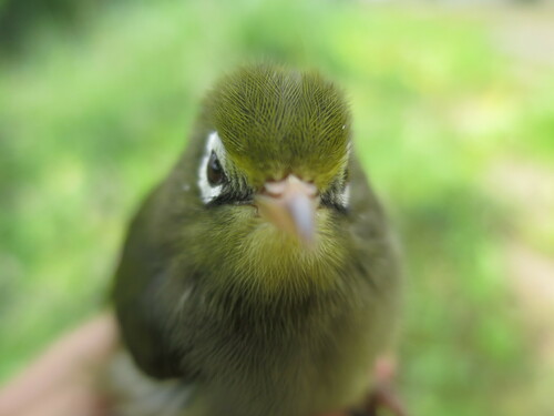 Sao Tome White-eye (Zosterops feae), photo 5