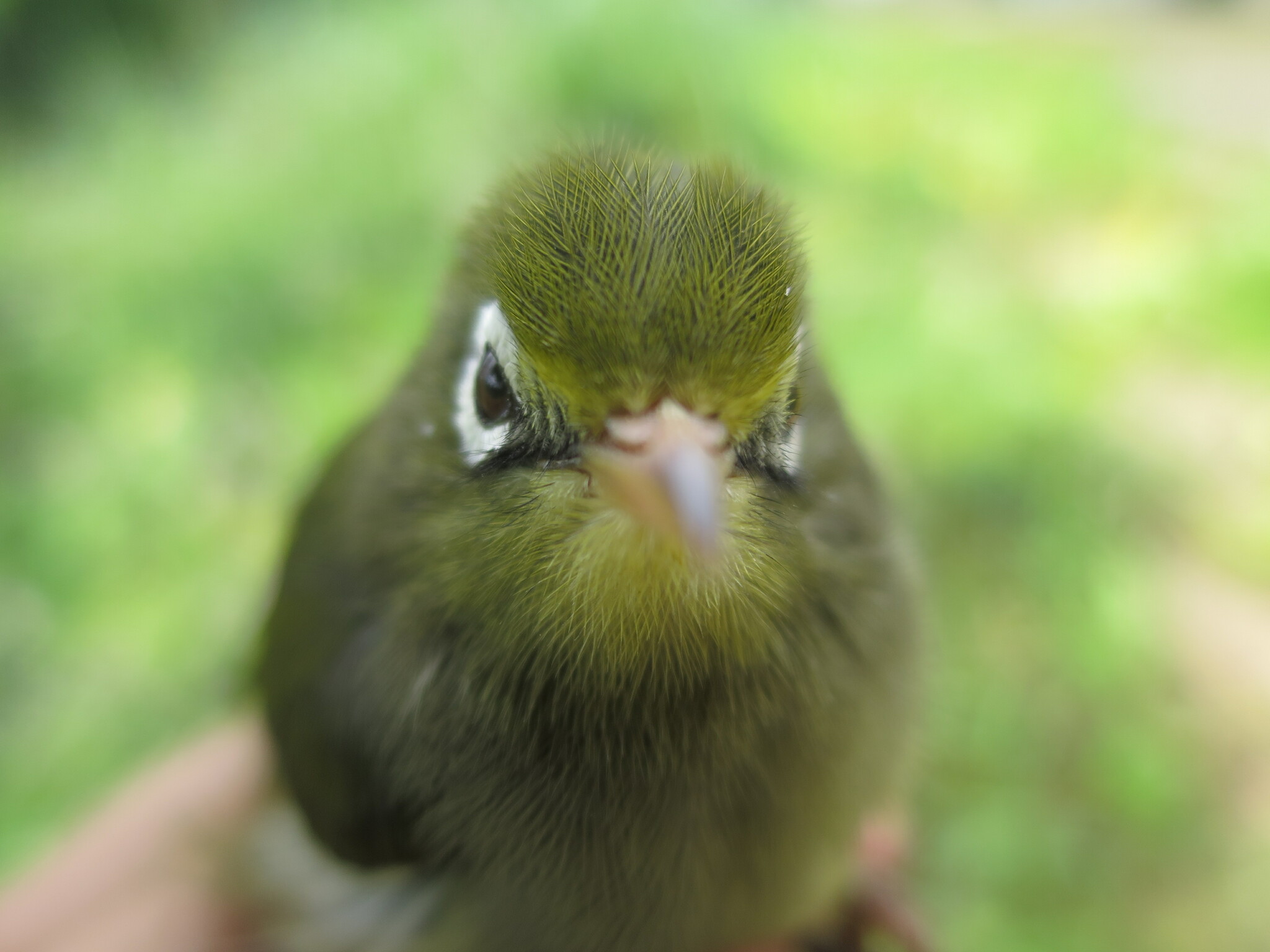 Sao Tome White-eye (Zosterops feae), photo 5