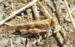 Trimerotropis pallidipennis