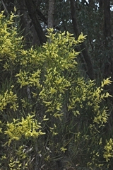 Acacia mucronata