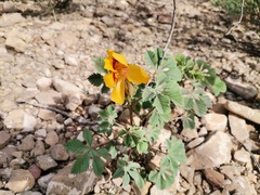 Cochlospermum wrightii