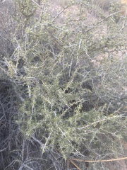 Condalia ericoides