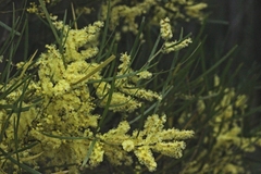 Acacia mucronata