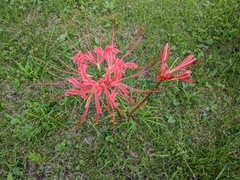 Lycoris radiata
