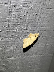 Macaria aequiferaria