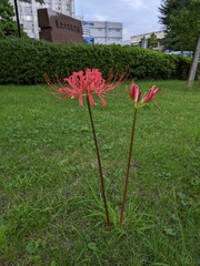Lycoris radiata