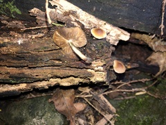 Psilocybe caerulipes