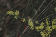 Acacia mucronata