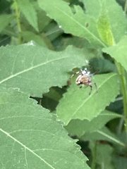 Araneidae