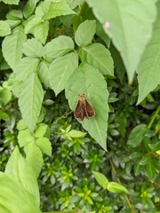 Polytremis pellucida