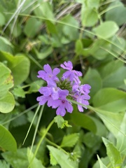 Lantana montevidensis