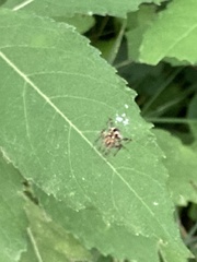 Araneidae