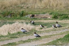 Vanellus miles novaehollandiae