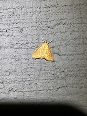 Framinghamia helvalis