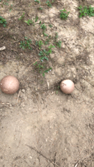 Calvatia cyathiformis