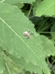 Araneidae