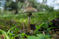 Psilocybe cubensis