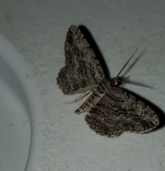 Anavitrinella pampinaria